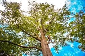 Best Lawn Renovation and Restoration  in Knox, IN