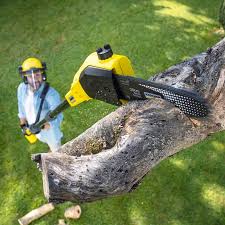 Best Tree Health Inspection  in Knox, IN