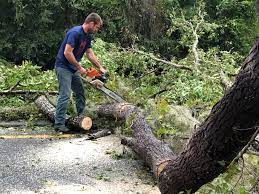 Best Tree Risk Assessment  in Knox, IN