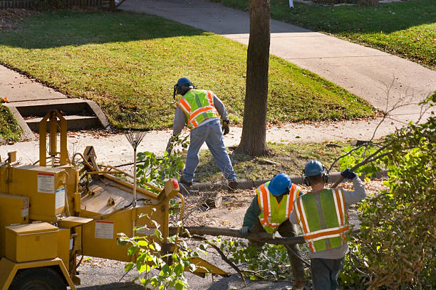 Best Storm Damage Tree Cleanup  in Knox, IN