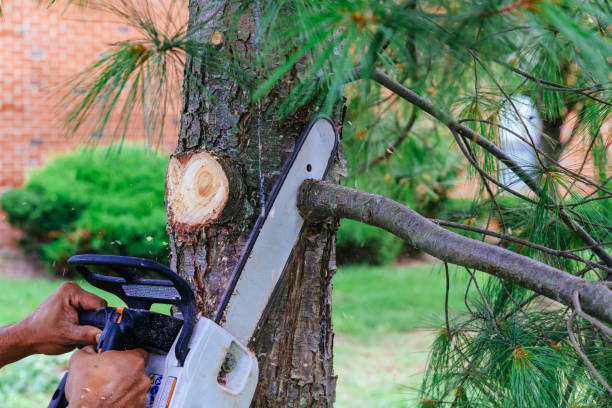Best Storm Damage Tree Cleanup  in Knox, IN